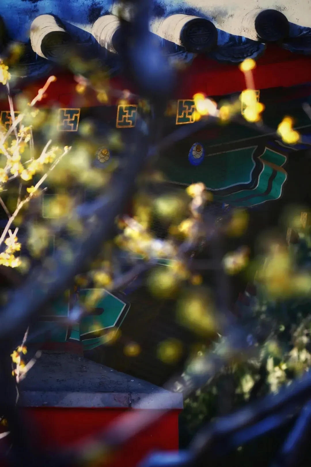 北京城区最出片的冬季赏花公园:4A景区中藏“千年古刹”,蜡梅盛开香飘满园,公交、地铁直达