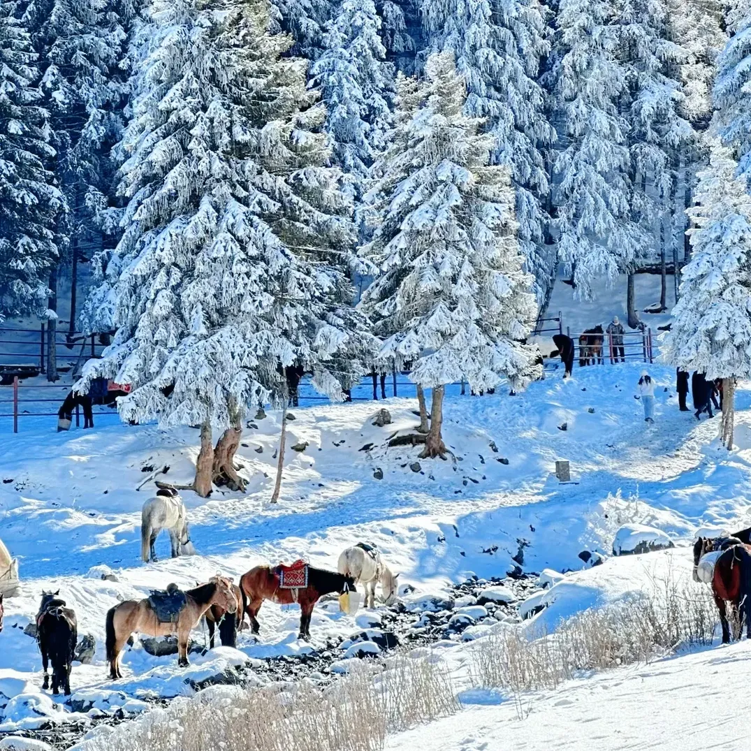 大量韩国游客涌入乌鲁木齐,打着旅游幌子不逛天山天池不吃烤包子,为什么