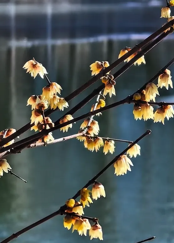 比起卧佛寺,北京又一“腊梅”景点走红,腊梅与中国尊同框,不仅免费还好拍,地铁直达!