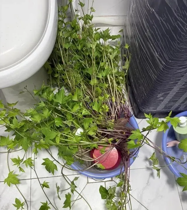 女子旅游15天,进门发现“紫薯藤爬满屋”,网友:成精了!