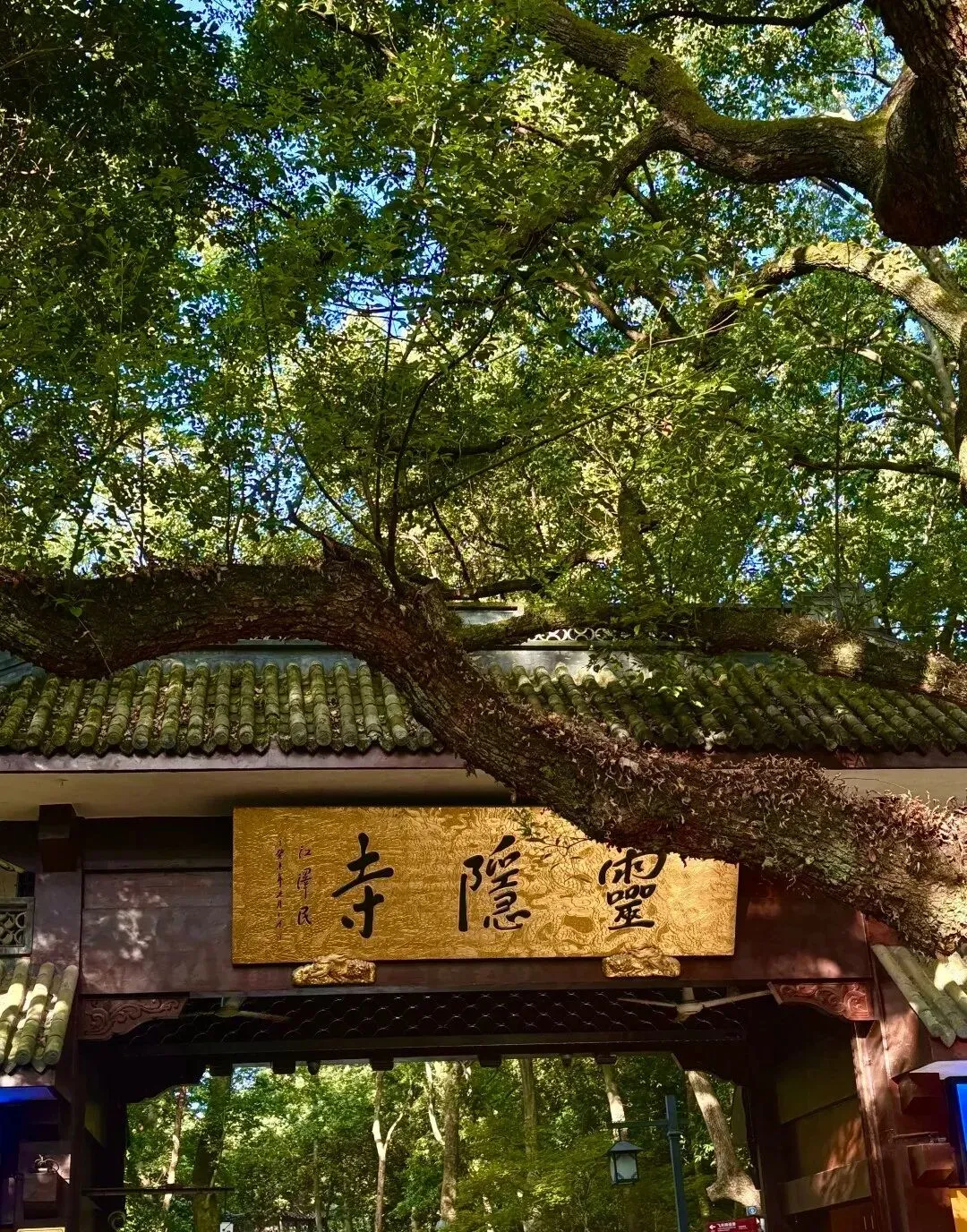 大量日本游客涌入杭州,打着旅游幌子不去西湖不吃龙井虾仁,为什么