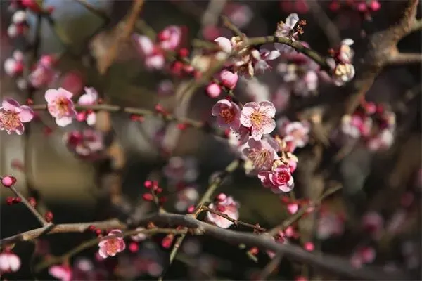 西安“最美”赏梅景点走红,红梅、白梅、蜡梅都有,香飘满园,拍照超出片,地铁直达!