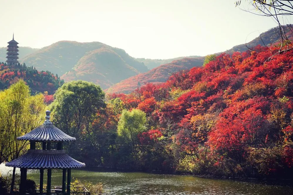 大量香港人涌入吉林红叶谷,打着旅游的名义,不赏秋色不吃白肉血肠,想干嘛