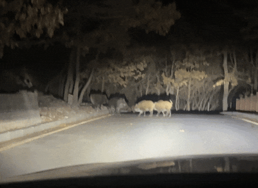 大连大黑山惊现野猪群,景区紧急提醒