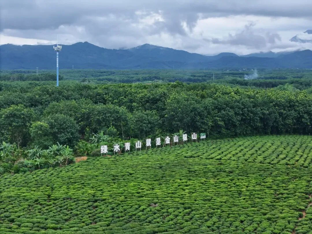 白沙喜提国家2A级旅游景区,陨石坑生态茶园+集市周末联动玩法请收藏!