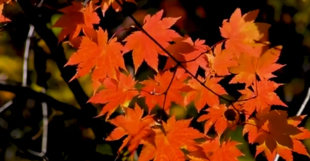 别只去网红景点!这个由林场工人亲手打造的“枫叶王国”,才是本溪隐藏的生态天花板