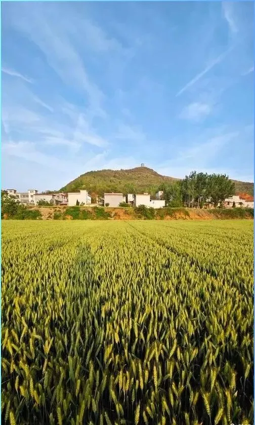 大量兰州游客扎进兰州永登,打着旅游的名义,不吃玫瑰不看吐鲁沟,想干嘛?