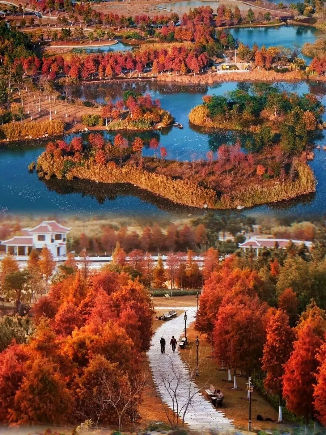 【厦门旅游】观赏落羽杉,八大宝藏打卡点攻略,新鲜出炉~