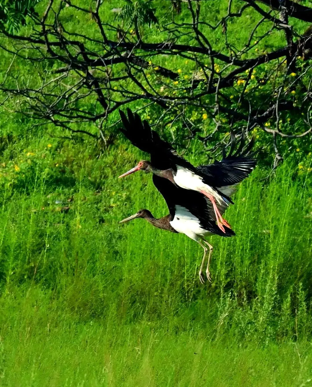 珍稀黑鹳现身石竹山景区!