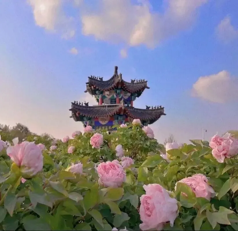 大量日本游客涌入鄄城县,打着旅游幌子不逛孙膑旅游城不吃什集烧羊肉,为什么