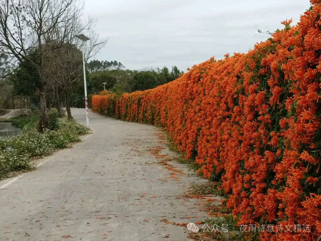 景点推荐:桂岭鸟围·~炮仗花又红了