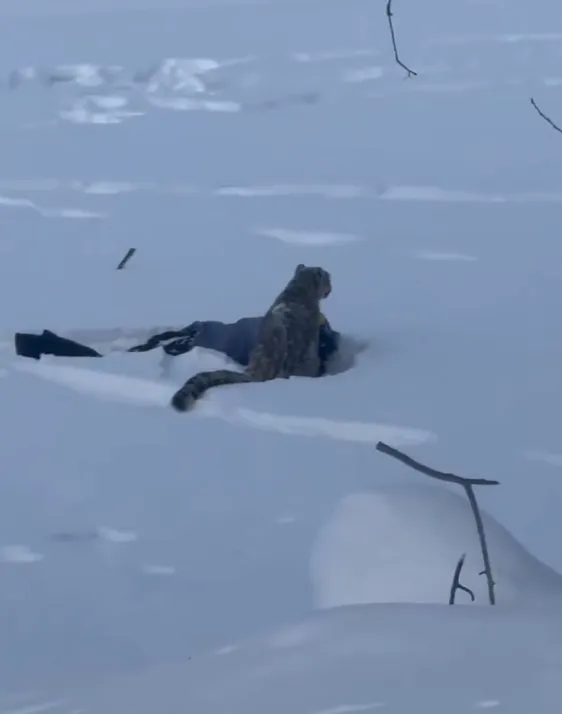 “游客在景区遭雪豹袭击”,最新情况