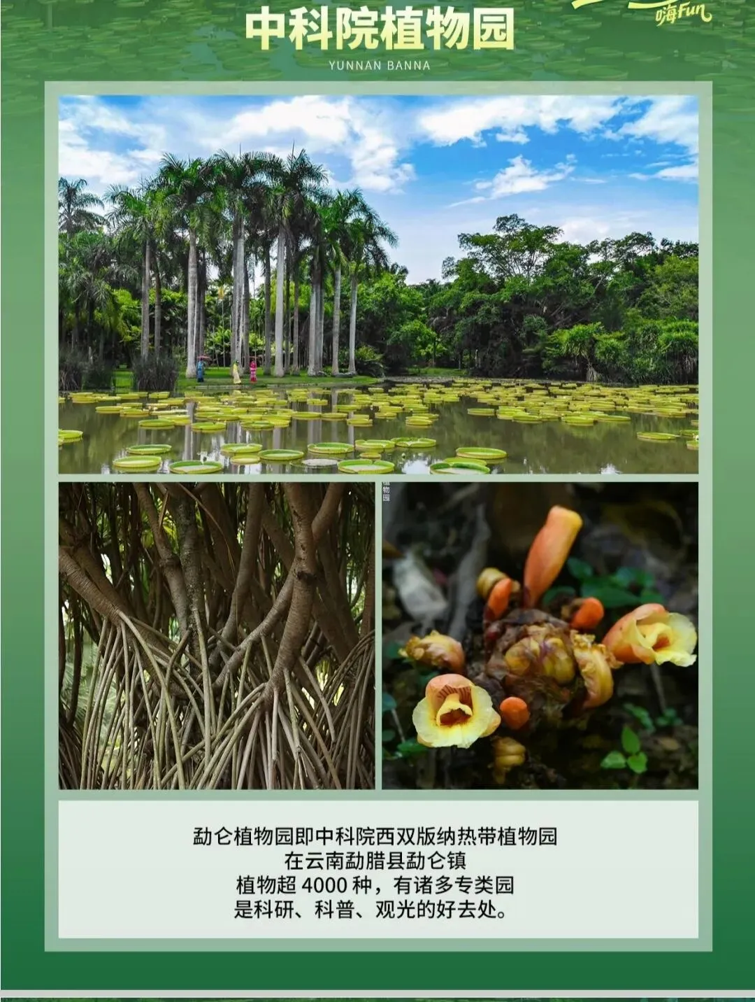 寒假春节西双版纳旅游攻略