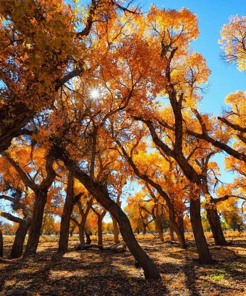 中国最美十大胡杨林景区,胡杨林自驾游旅游 — 穿越自然的美丽之旅