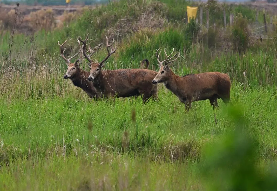 盐城十大旅游景点,冬天适合带孩子去的地方,周边一日游好去处