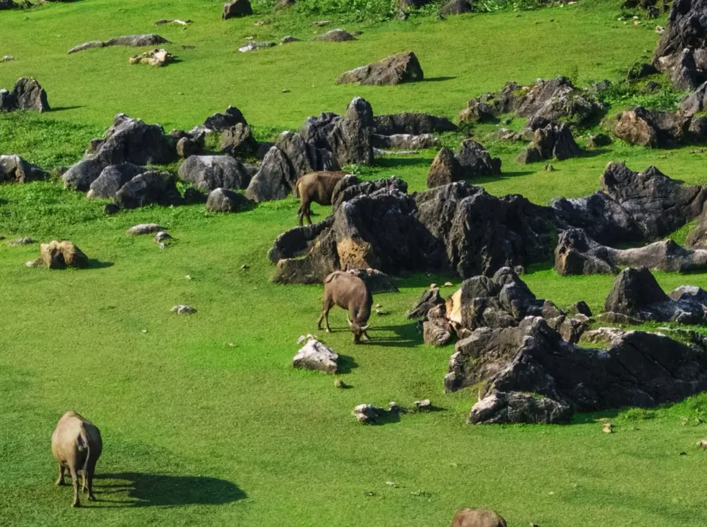 大批日本游客涌入贵州安顺,打着旅游的幌子,不看黄果树瀑布不逛龙宫,想干啥?