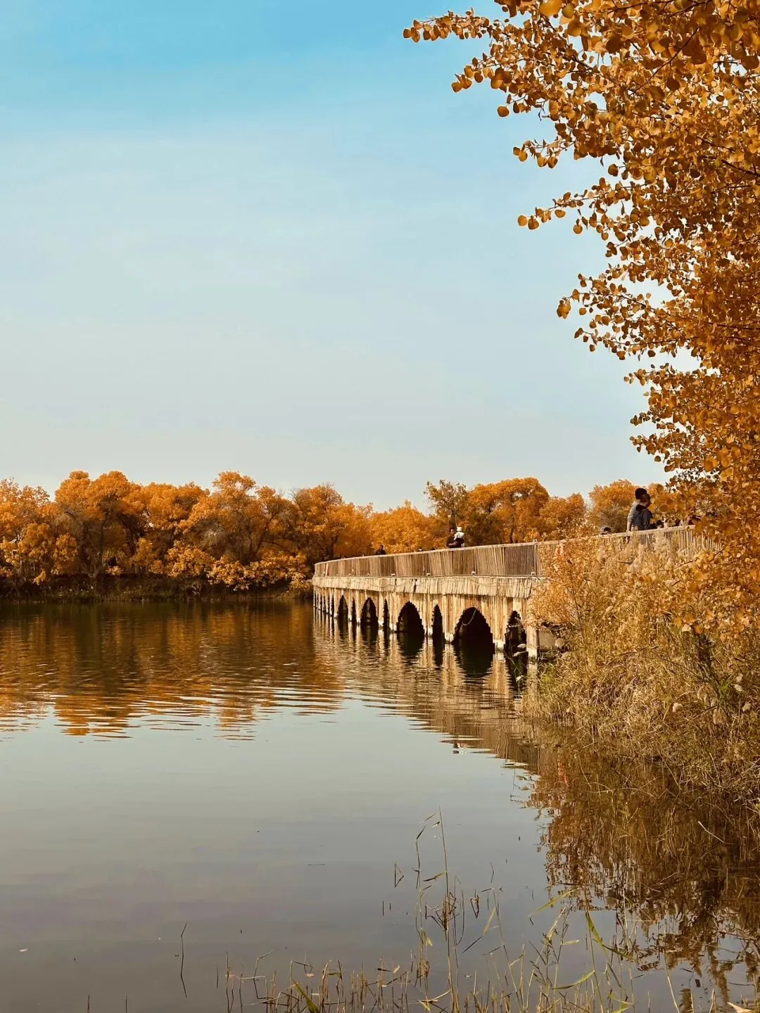 巴楚胡杨季:龙舟击水、巨坑烤驼,红海景区的温暖收尾太治愈