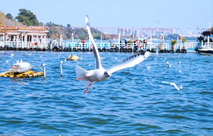 昆明2-3月旅游好去处冬天最美的10个景点周边自驾游一日游