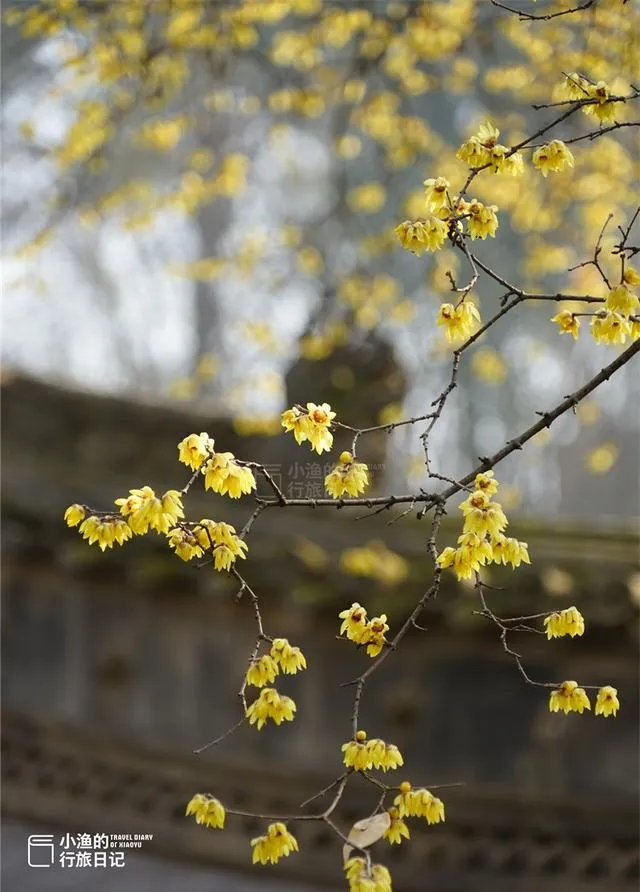西安城南被严重低估的景点,来头大、名气小,冬日美爆