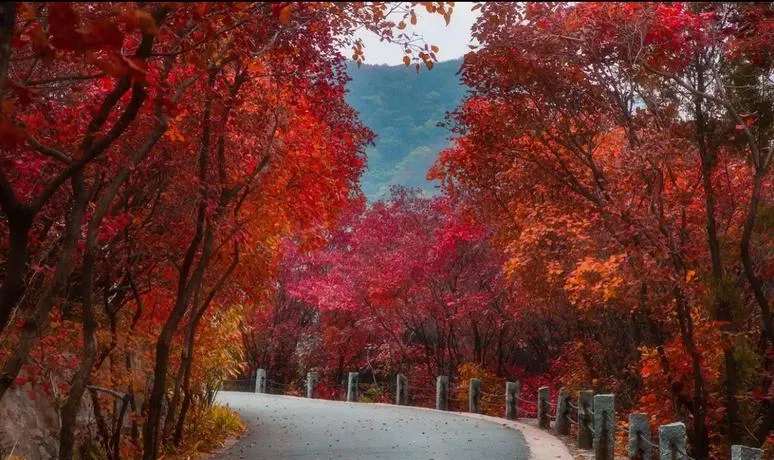 淄博2-3月旅游好去处冬天最美的10个景点周边自驾游一日游