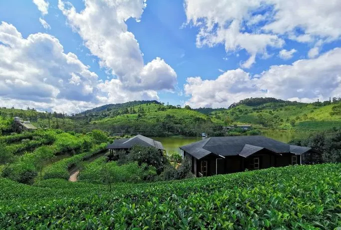大量日本游客涌入普洱,打着旅游的幌子,不逛普洱茶博览苑,不吃豆汤米干,为什么?