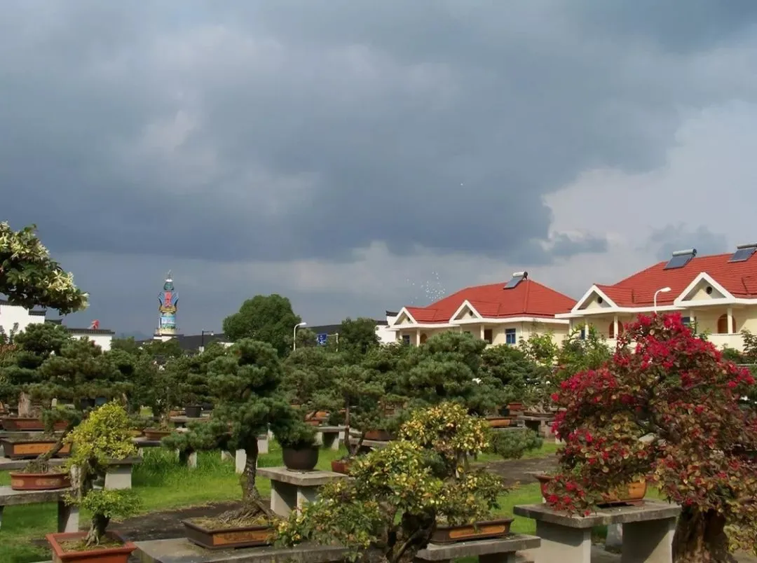 浙江有个“盆景村”,是盆景人的'旅游胜地'!每年游客络绎不绝