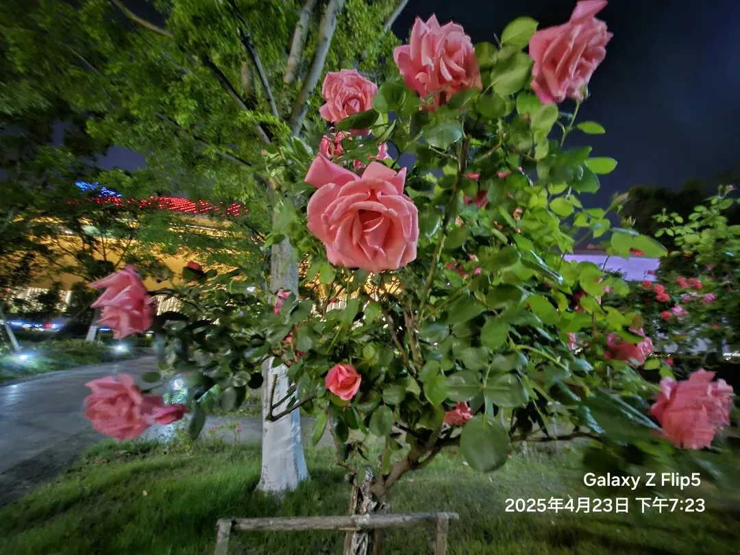 为你沉沦『文』/苏州湾黄金湖岸旅游区『图』