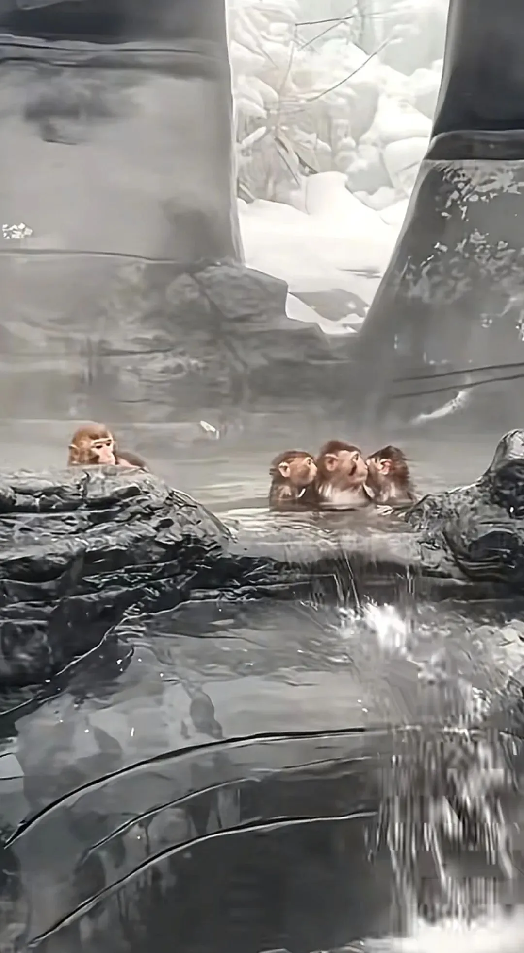 河南云台山景区猕猴泡温泉养生,游客偶遇感叹“进化得刚刚好”,:温泉区还改建了“五指山”,附近有取暖屋