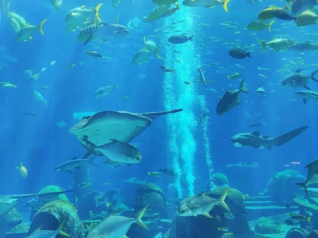 2026三亚旅游必看:口碑顶尖旅行社|海南信用监管中心核验5A级信用无套路