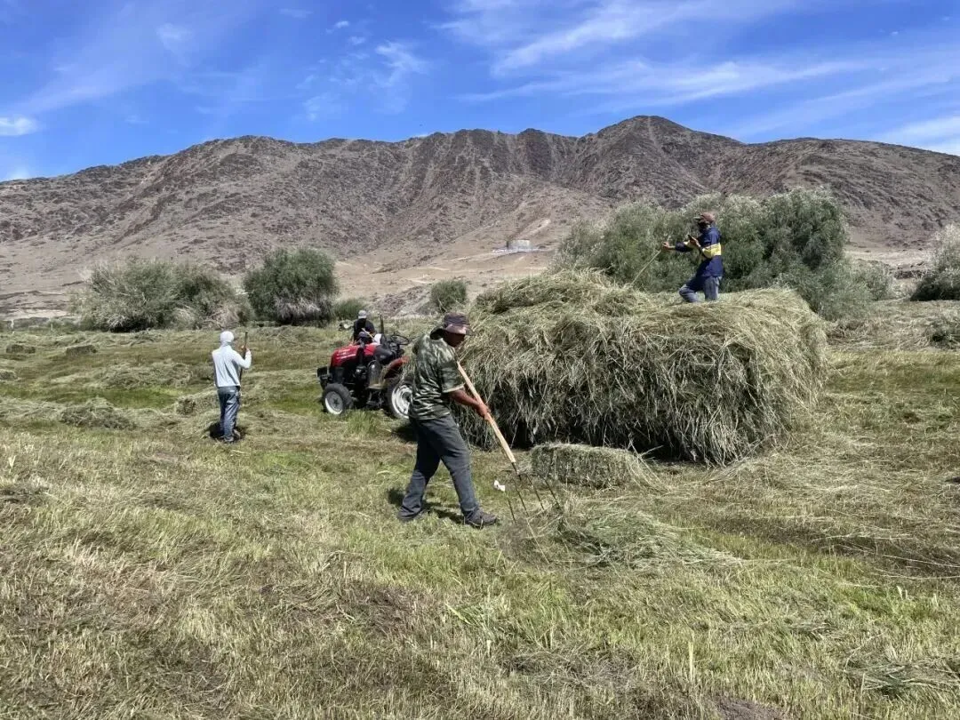 旅游之外,阿勒泰牧民的真实处境:种草、打草、买草
