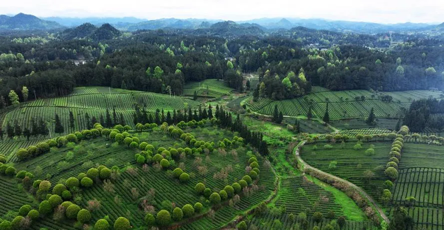 大量日本游客涌入凤冈县,打着旅游的幌子,不游田坝茶山,不喝凤冈锌硒茶,为什么?