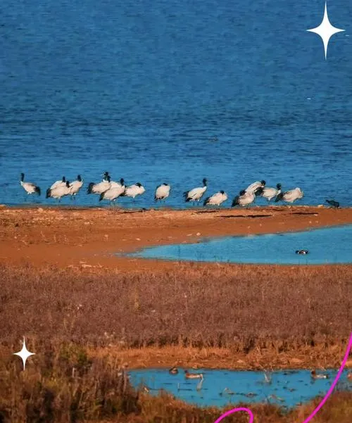 大量日本游客涌入毕节威宁,打着旅游的幌子,不游草海,不喝威宁苦荞茶,为什么?