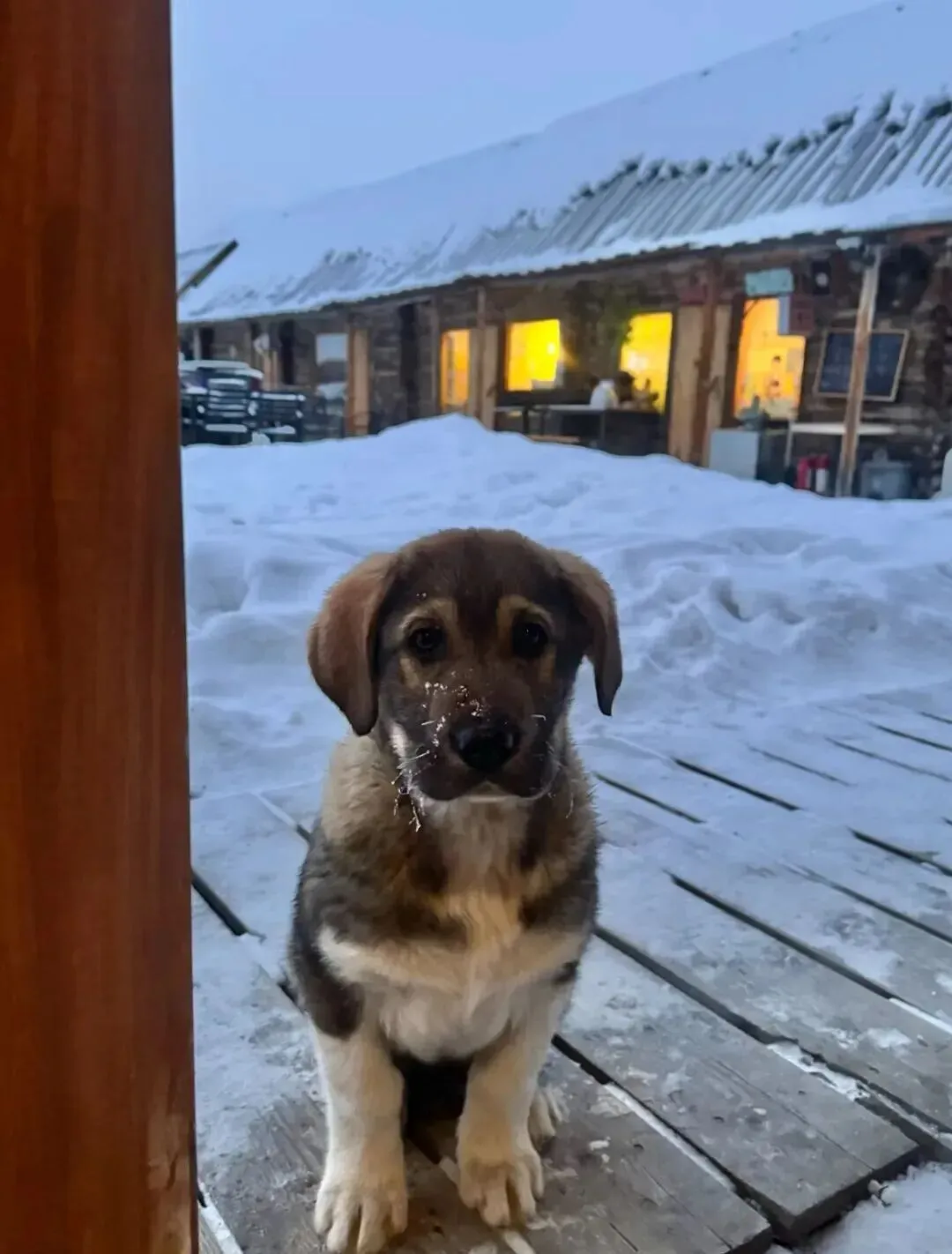 妹子去新疆禾木旅游,幸福晕,每天都能摸到不同的小狗!