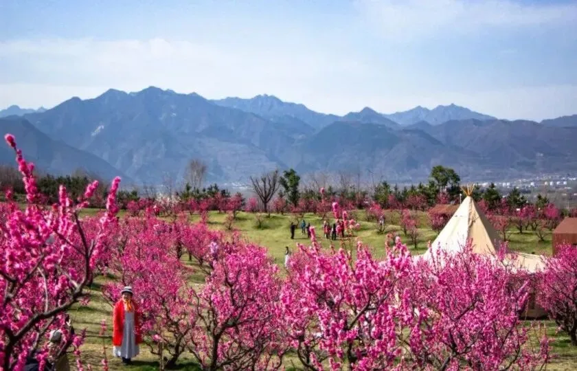 月老,送你旅游攻略,西安附近,最近赏花之地【唐村】