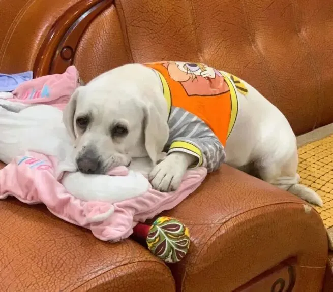 网友去景德镇旅游回来,顺带给狗买了一个戒指……过日子选对人真的不一样.