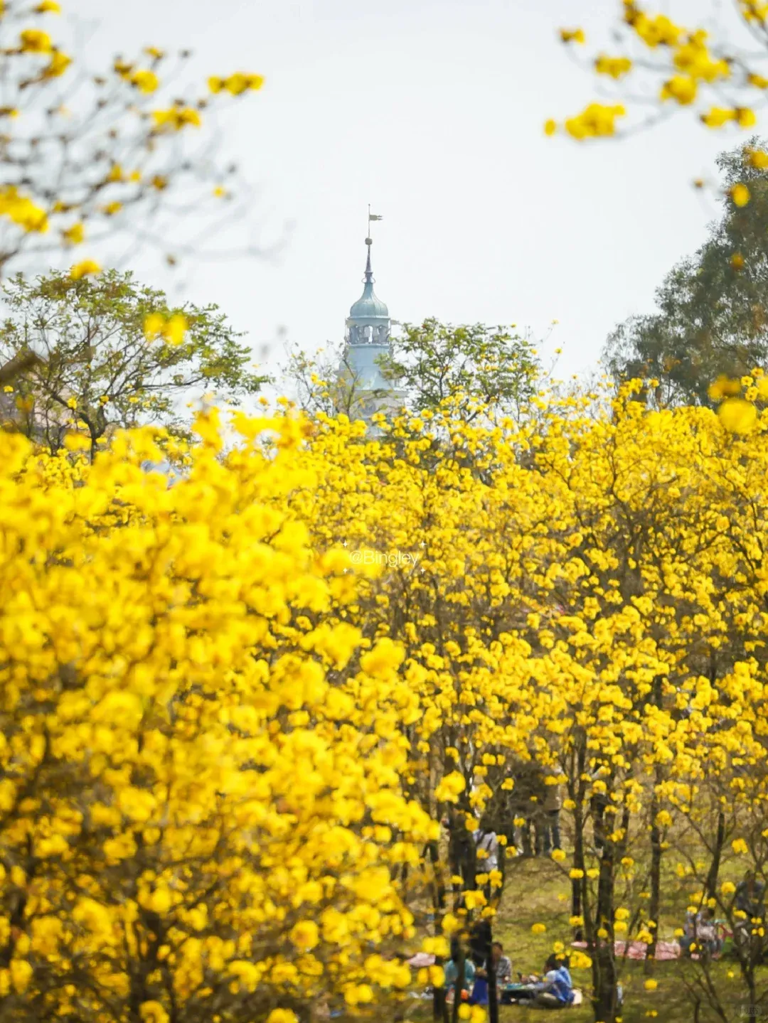 深圳人过年别去景区人挤人啦!冲去松山湖看“网黄”黄花风铃,这一眼值回整个春运!