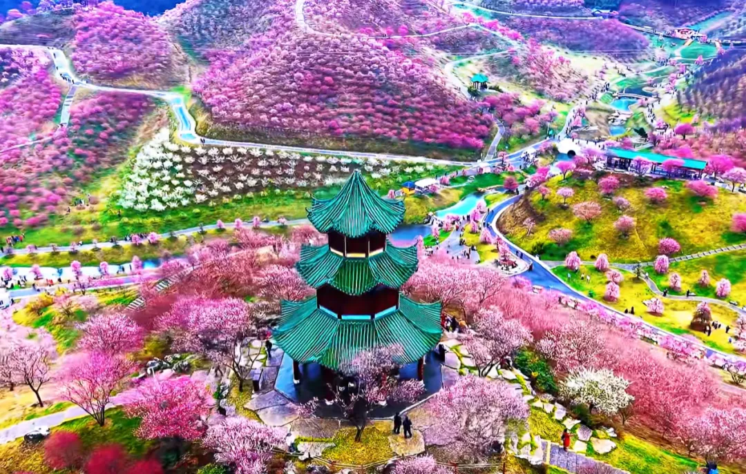 贵州“最大规模”赏梅花景点,超5万多株梅花,漫山遍野,堪称现实版“香雪海”,太美了