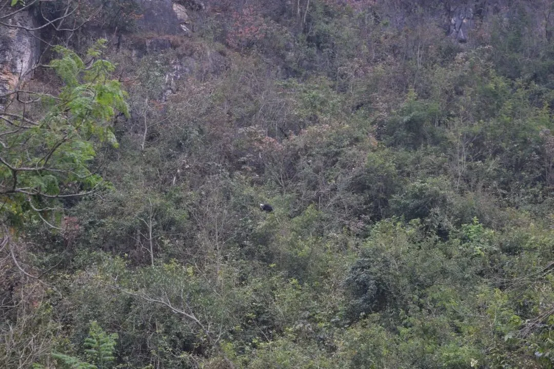 【广西旅游特辑】05 世界的财富——白头叶猴