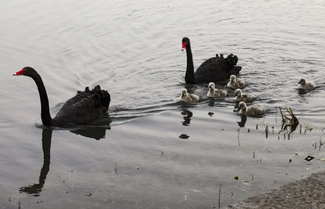 玄武湖景区的黑天鹅与六只幼崽
