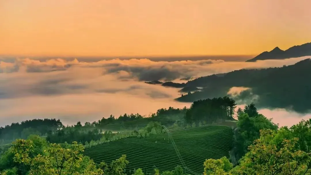 春节游西乡,这份景区打卡指南专为归家的你定制!