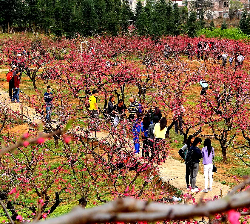 首次三地联办,桃花文化旅游月时间已定!