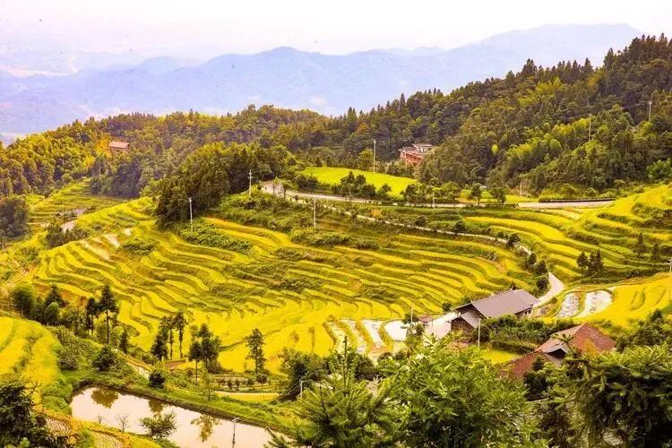 湖南紫鹊界梯田把全国景区的饭碗给砸了