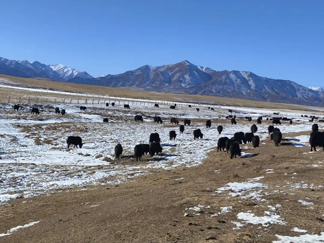 大西北旅游已回,说点难听的大实话!!!