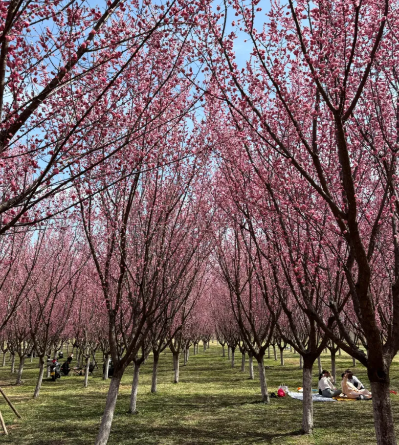 天啊!我又发现西安一“大规模”梅花景点,不是沣东梅园,超5千棵梅花树,门票停车免费