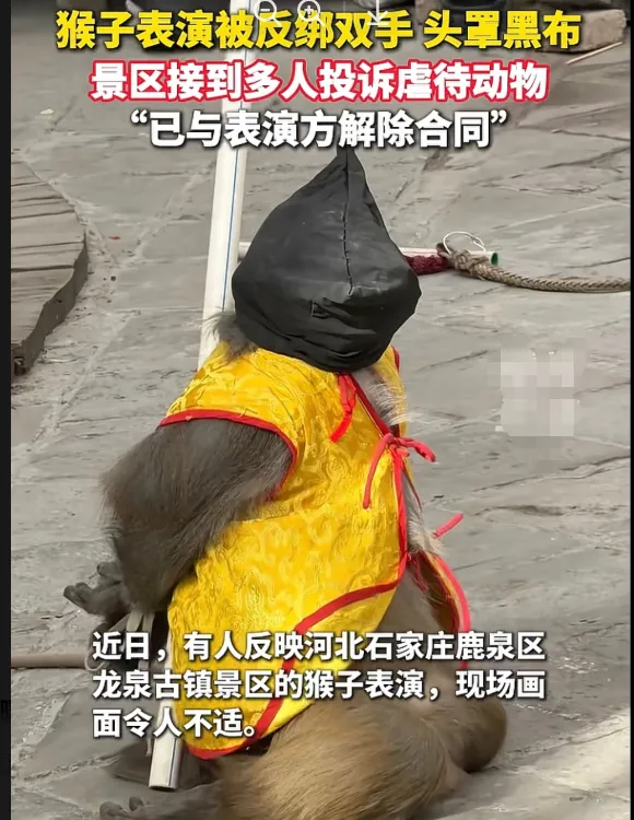 【事发景区】“猴儿哥”被反绑蒙头的表演,刺痛了谁的眼睛?