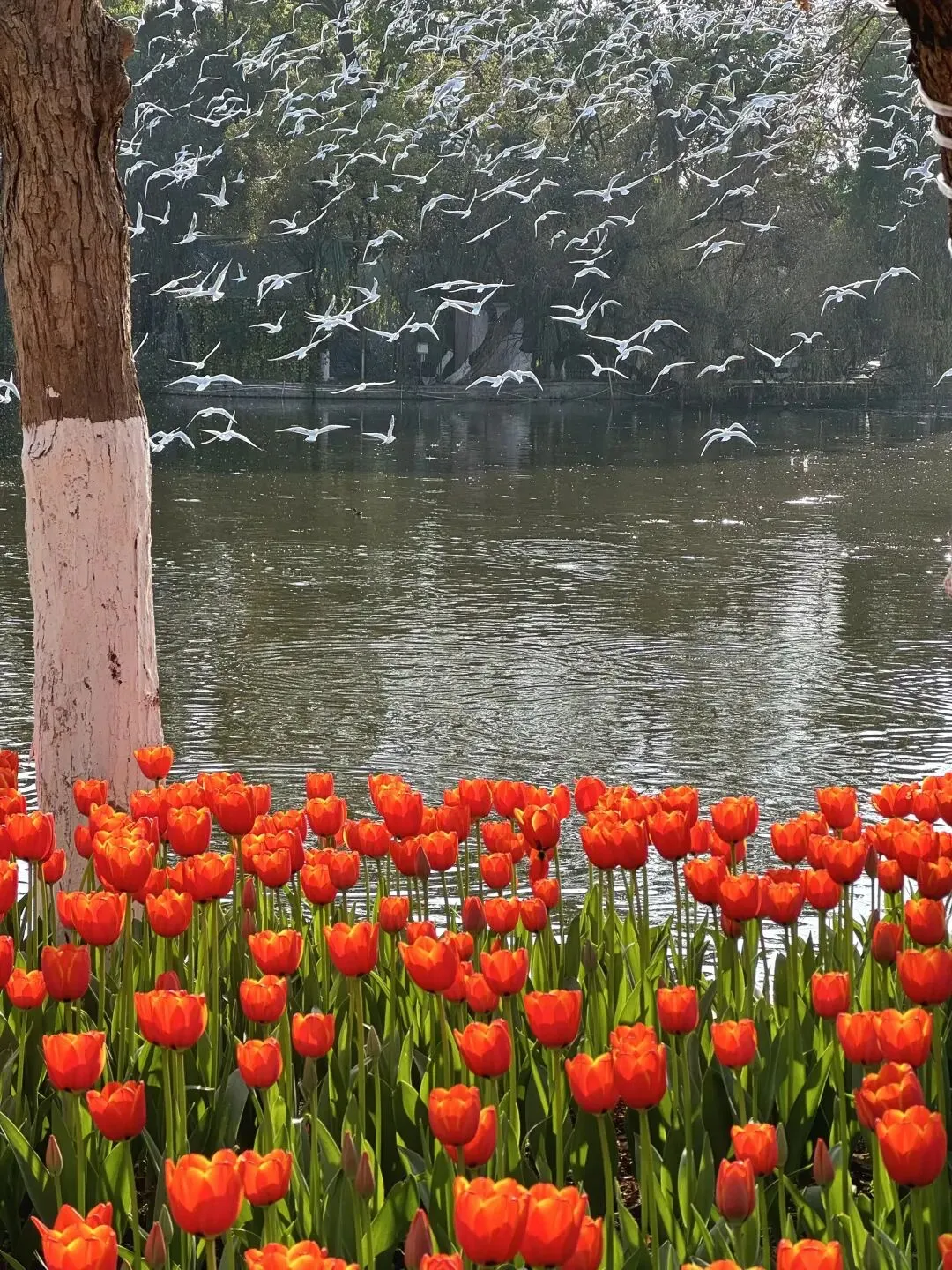 昆明2月分人群旅游攻略|暖阳观鸥 花海滇味 全适配行程