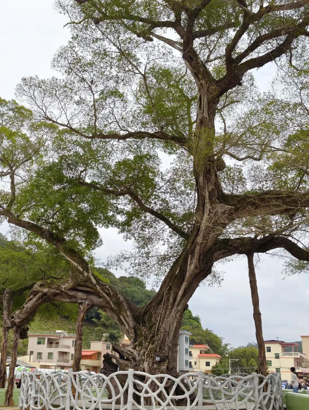 龙门“千年古榕村”未开发景点——可能是惠州“最美的板状根”