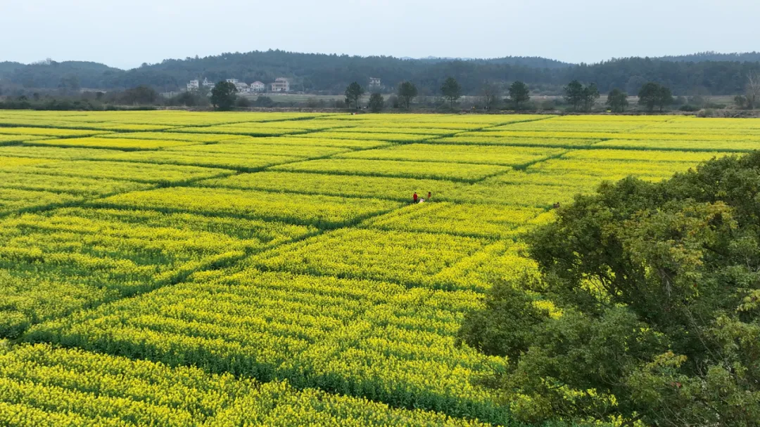 油菜花旅游,开市了!乌江春日漫游:赏花、烧烤、露营,一键解锁快乐