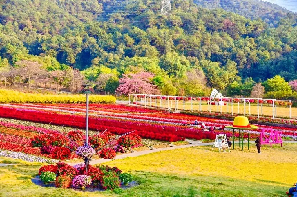 全新景点花之邀约:3月7-8(周六日)肇庆醉美黄花风铃园&卡玛七彩花海~宫粉长廊喷泉~骑楼美食美拍接受报名