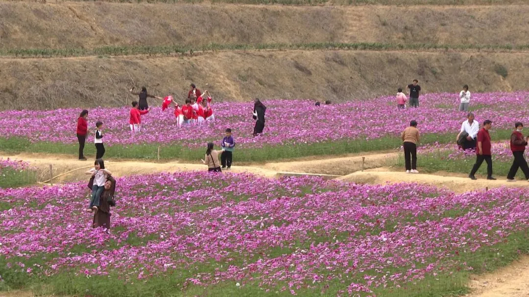 【绿美郁南】郁南县大王山公园景区:花海绚烂竞芬芳 万紫千红迎游客